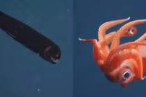Chạm trán những sinh vật bí ẩn dưới đáy biển sâu