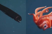 Chạm trán những sinh vật bí ẩn dưới đáy biển sâu