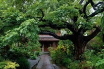 Trồng 5 báu vật trong vườn, chứa đựng vô vàn của cải, may mắn