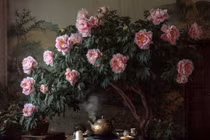 3 cây cảnh bảo hộ ngôi nhà, chiêu may, rước lộc cả đời