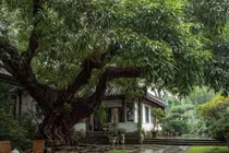 Cổ nhân dặn, ba cây quý trồng trong sân mang lại tài lộc, bình an