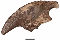 Tìm thấy hàng loạt hóa thạch dưới dòng suối ngầm