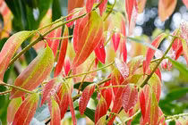 Ba loại cây cảnh sang trọng mang lại bình yên, tài lộc cho nhà bạn