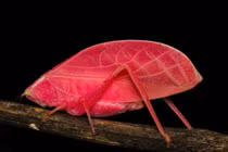 Loài muồm muỗm đổi màu như chiếc lá cây, ngụy trang tinh vi