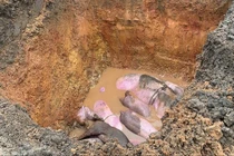 Hà Tĩnh tiêu hủy hàng trăm con lợn nhiễm dịch tả lợn châu Phi