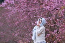 Lên cao nguyên Mộc Châu 'săn' mai anh đào bung nở, nên đi tour hay tự túc?