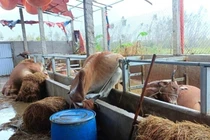 Nhiều hộ dân ở Gia Lai lâm cảnh khốn đốn, nợ nần sau lũ dữ