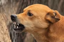 Cẩn thận chó cắn vào mắt gây biến dạng, mất thị lực