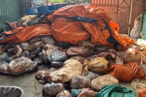 Phú Thọ phát hiện 4,5 tấn lạp sườn, thịt khô chế biến từ lợn nghi mắc bệnh