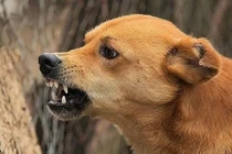 Cẩn thận chó cắn vào mắt gây biến dạng, mất thị lực