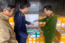 Thanh Hóa phát hiện hơn 10 tấn cá khoai chứa chất cấm formaldehyde 