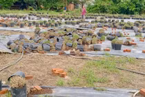 Nông dân Khánh Hòa mất trắng vụ hoa cúc Tết sau mưa lũ lịch sử