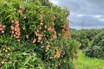 Trèo cây hái vải, người đàn ông bị ngã đa chấn thương