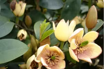 Cây cảnh hương như chuối chín, trồng trong nhà nghênh phúc, đón lộc