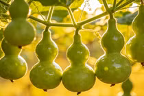 Bầu dễ chăm sóc. Ảnh minh họa Toutiao