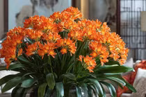 3 cây cảnh như bùa may mắn của nhà phố, mang lại tài lộc, thịnh vượng