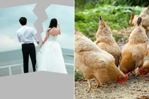 Hy hữu, vợ chồng không thể ly hôn vì 53 con gia cầm