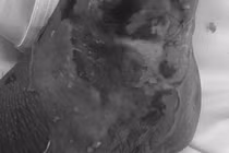 Chủ quan rắn cắn, nhập viện cấp cứu vì vết thương nhiễm trùng