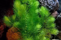 Loài cây không rễ vứt xuống nước là sống, cực quen với người nuôi cá cảnh