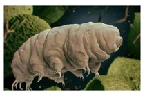 5 động vật sống lâu nhất trên Trái đất, loài đứng thứ hai sống tới nghìn năm