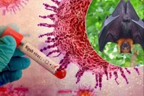 Hỏa tốc chỉ đạo cách ly nghiêm ngặt các trường hợp nghi ngờ mắc virus Nipah