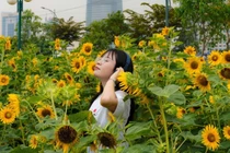 Vườn hướng dương ven sông Sài Gòn rực vàng, thu hút tín đồ sống ảo