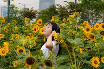 Vườn hướng dương ven sông Sài Gòn rực vàng, thu hút tín đồ sống ảo