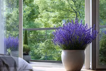 4 cây cảnh giúp ngủ ngon, thanh lọc không khí trong phòng ngủ