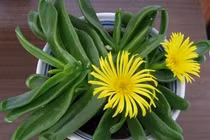 Hơn nữa, cây cảnh này có sức sống mãnh liệt.