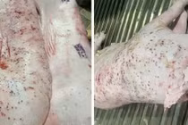 Công ty C.P. VN bị "tố" bán thịt lợn bệnh, công an vào cuộc