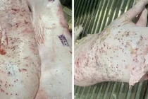 Kiểm tra cửa hàng Công ty C.P. Việt Nam bị "tố" bán thịt bẩn