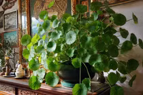 Cổ nhân dặn, tặng 4 cây cảnh lâu năm trong nhà, phước lành biến mất