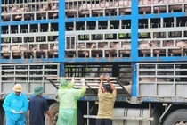 Ăn phải thịt lợn nhiễm dịch tả châu phi nguy hại thế nào?