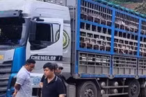 Xe tải chở 14 tấn heo bị dịch tả châu Phi về Hà Nội tiêu thụ