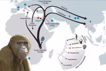 Khám phá khó tin về hóa thạch linh trưởng 18 triệu năm tuổi