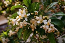 Cổ nhân dặn, nhà có 5 hương thơm, gia đình nhận phước lành, đón may mắn 