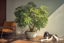 Cổ nhân dặn, trồng 5 cây cảnh trong nhà, thịnh vượng, may mắn ghé thăm