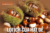 [INFOGRAPHIC] Lợi ích của hạt dẻ