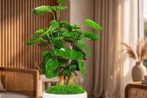 3 cây cảnh trồng trong nhà giữ gìn vận may, tài lộc cho đời sau