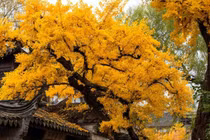 Trong sân trồng 4 cây xua đuổi tà ma, vàng bạc tự lăn vào cửa