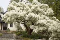 Cổ nhân dặn, 3 cây nghìn vàng khó mua, giữ nhà, vun đắp phúc khí