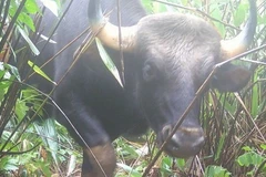 Bảo vệ hơn 100 loài động vật quý hiếm tại VQG Chư Mom Ray dịp Tết