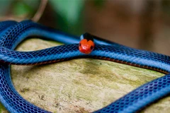 Vì sao rắn san hô xanh là kẻ thống trị vô hình loài rắn?