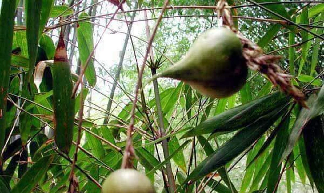 Loại tre kỳ lạ 50 năm mới nở hoa kết trái, tiền triệu mỗi quả
