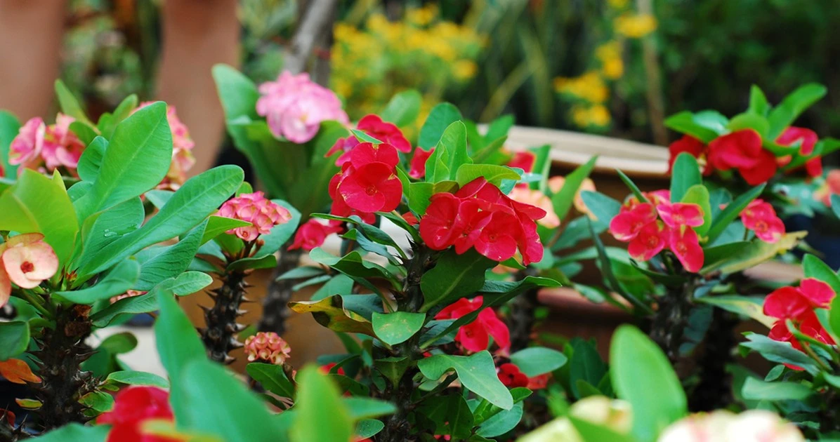 Loài hoa đẹp mê hoặc nhưng chứa độc không tưởng