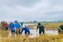 Quân đội, công an lội nước giúp dân gặt lúa, dọn nhà sau lũ