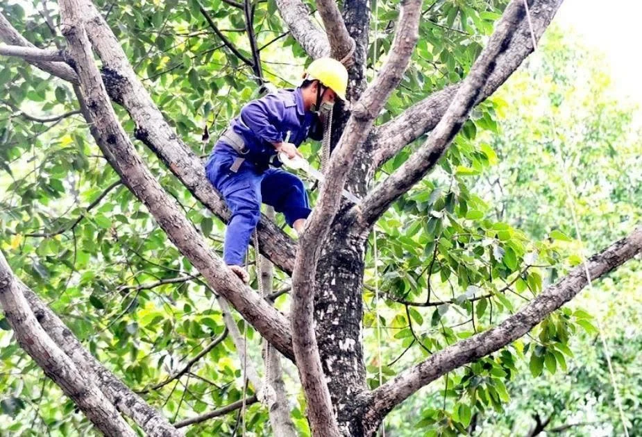 Gói thầu cây xanh tại Cần Giuộc: Kỹ thuật hay rào cản cạnh tranh?