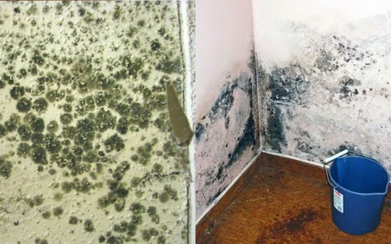 Nấm mốc khắp nhà, làm ngay cách này để không hít phải độc