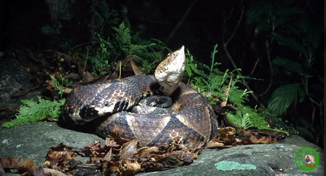 Cận mặt các loài rắn cực độc ở Việt Nam, nhìn thấy nhanh tránh xa