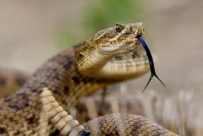 Rắn đuôi chuông tràn lan ở Mỹ: Nọc độc phá hủy tế bào kinh khủng